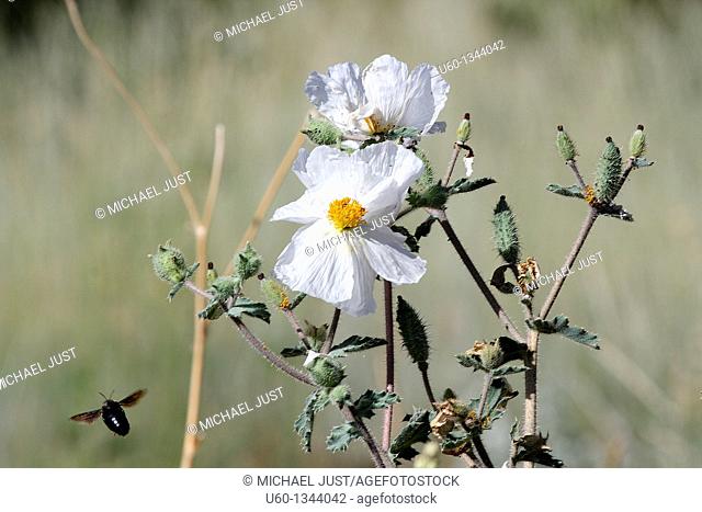 A bee stalks a prickly poppy at Zion National Park, Utah