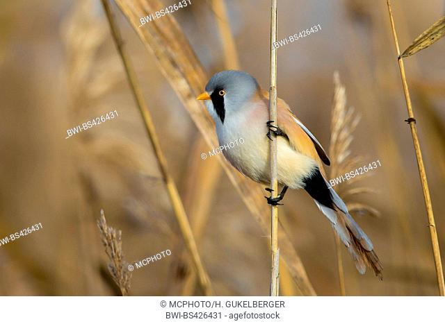 Bearded reedling, Babblers Bearded Tit (Panurus biarmicus), male sitting at a stem in cattail, Germany