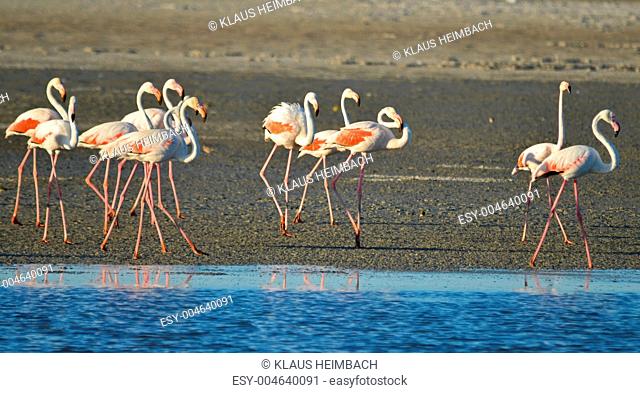 Wildlife Flamingos in der Camargue