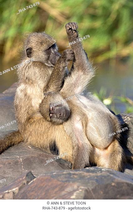 Chacma baboons Papio cynocephalus ursinus, grooming, Kruger National Park, South Africa, Africa