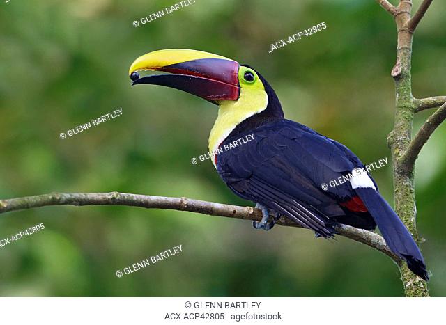 Chestnut-mandibled Toucan Ramphastos swainsonii perched on a branch in Costa Rica