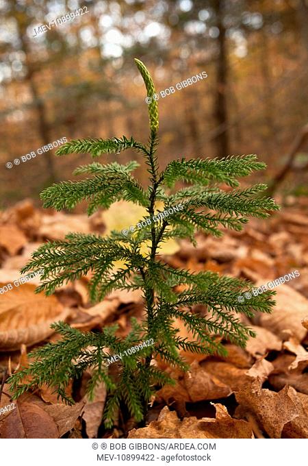 Blue Ground Cedar / Blue Ground Pine (Lycopodium tristachyum (Diphasia). Adirondack Mountains - New York State - USA