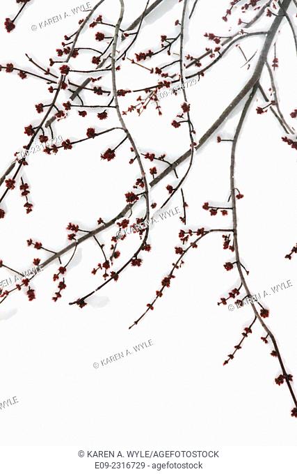 snow on branches with little red flowers, snow in background, Monroe County, IN