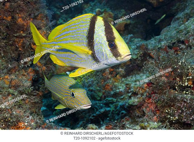 Porkfish and Blustriped Grunt, Anisotremus virginicus, Haemulon sciurus, Cozumel, Caribbean Sea, Mexico