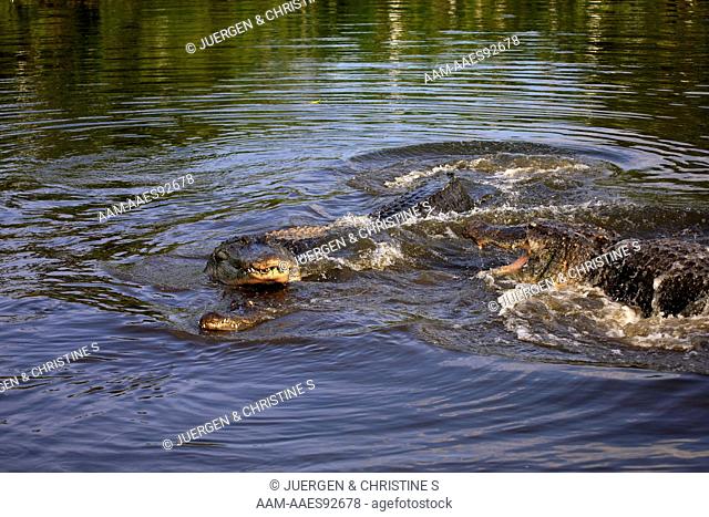 American Alligator (Alligator mississipiensis) adult mating in water fighting, Florida, USA