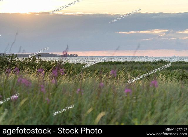 Sea, Beach, Meadow, Grasses, Flowers, Baltic sea, Cloudy, nature, Kiel fjord