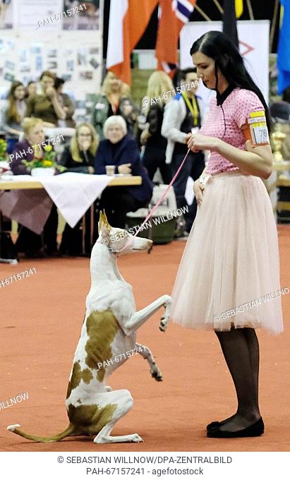 An Ibizan Hound is presented during a competition at the 7th international pedigree dog show 'Chemnitz gibt Pfoetchen' (lit