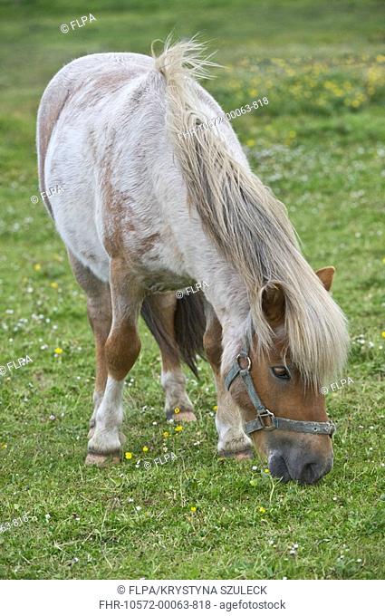 Shetland Pony, mare, grazing in pasture, Sumburgh, Shetland Islands, Scotland, june