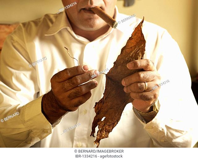 Cuban cigar roller sorting tobacco leaves which are suitable for the manufacture of cigars