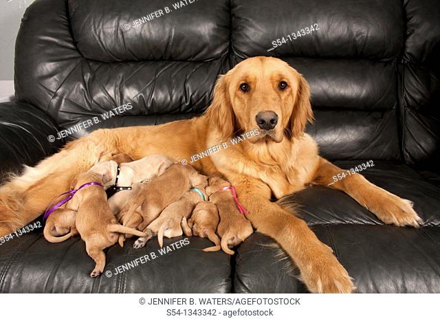 A female Golden Retriever with her eleven one-week-old puppies