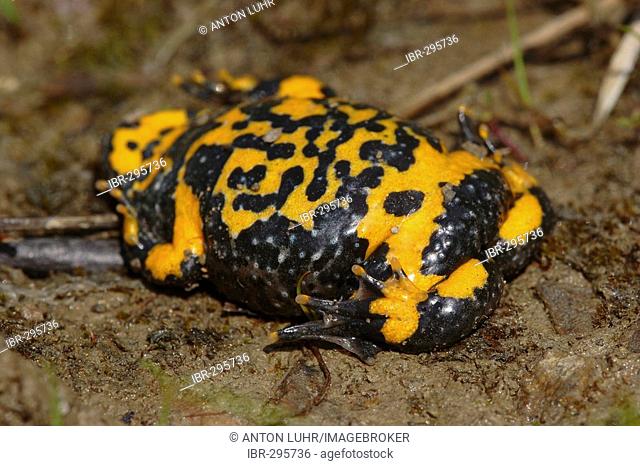 Yellow-bellied toad (Bombina variegata)