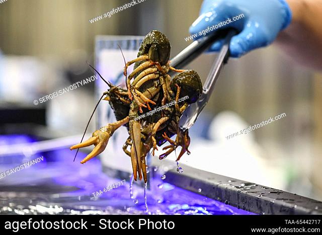RUSSIA, MOSCOW - DECEMBER 3, 2023: A vendor holds a live crayfish at ""Moskva - Na Volne"", a newly opened fish market at the Gorod Kosino Shopping Centre