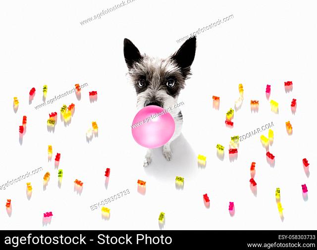 Poodle terrier dog eatting sweet candies , with chewing , bubble gum , isolated on white background