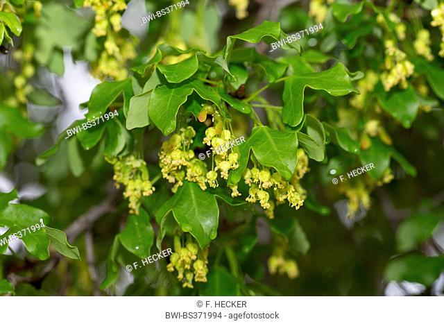 Montpellier maple, French maple (Acer monspessulanum), branch with flowers, France
