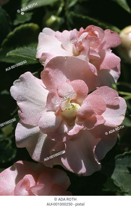 Begonia - peach-pink - double - precious - iridescent ruffles - feminine - sophisticated