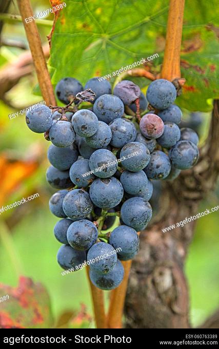 Blaue Trauben in Südtirol warten auf die Ernte
