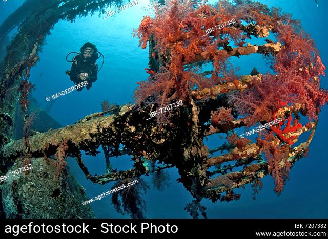Diver dives through sunken shipwreck Cedar Pride looks down on former lookout Crow's nest overgrown with red soft corals (Dendronephthya), Red Sea, Aqaba