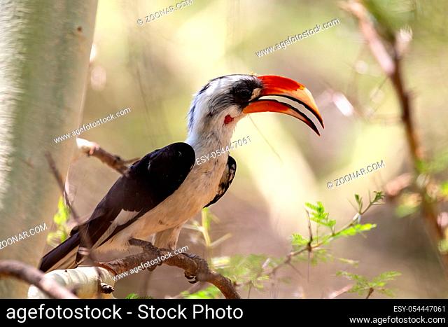 bird Von der Decken's Hornbill on tree. Tockus deckeni, Lake Chamo, Arba Minch, Ethiopia wildlife