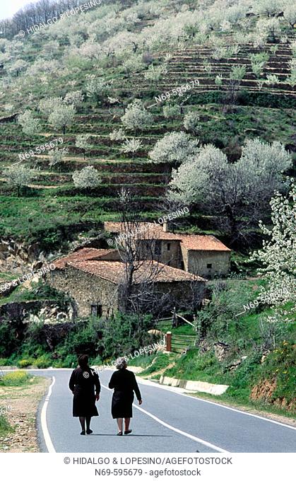Cherry blossoms. Jerte valley. Cáceres province. Extremadura. Spain