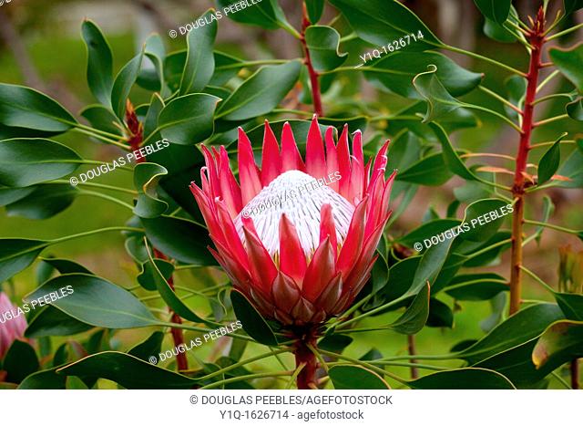 Kula Botanical Garden, Protea Flower, Upcountry Maui, Hawaii