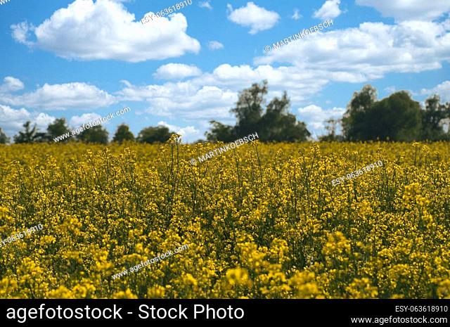 Rape with yellow flowers in the canola field. Foreground highlighted and blurred background. Product for edible oil and bio fuel