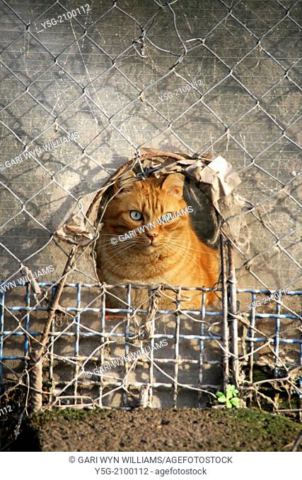 ginger cat looking through a hole in fence in rome italy