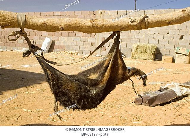 Water bag hanging from a tree trunk, Kufra, Kufrah oasis, Libya