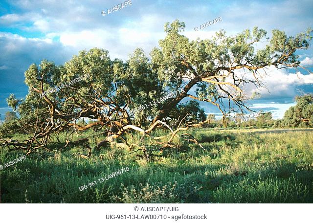 Black box tree, Nocoleche Nature Reserve, far western plains of New South Wales, Australia