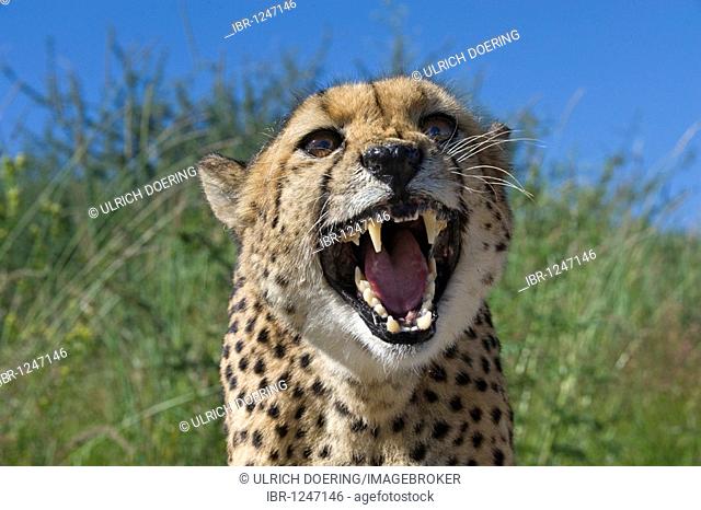 Hissing female Cheetah (Acinonyx jubatus) in captivity on a game ranch in Otjiwarongo, Namibia, Africa