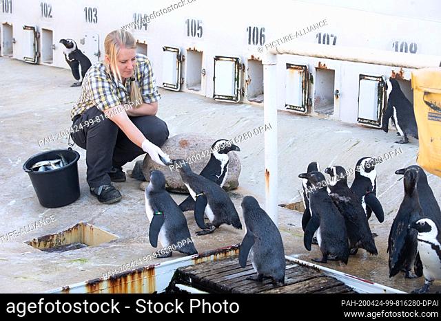 23 April 2020, Lower Saxony, Hanover: Animal keeper Ann Katrin feeds penguins in the ""Yukon Bay"" at Hannover Zoo. Due to the corona pandemic