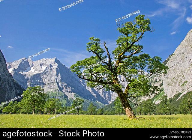 Bizarrer Ahornbaum mit den Gipfeln der Karwendelgebirge