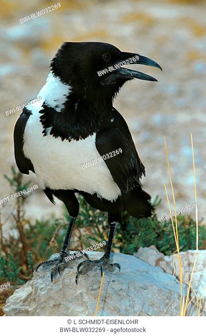 pied crow Corvus albus, Namibia, Etosha NP