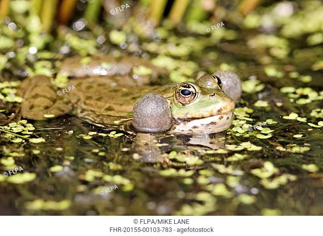Marsh Frog Pelophylax ridibundus adult, calling, with inflated throat sacs, at surface of water, England, april captive