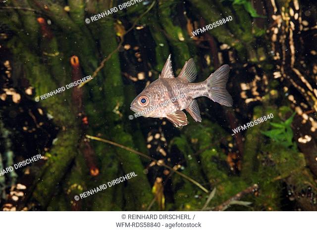 Orbiculated Cardinalfish, Sphaeramia orbicularis, Jellyfish Lake, Micronesia, Palau