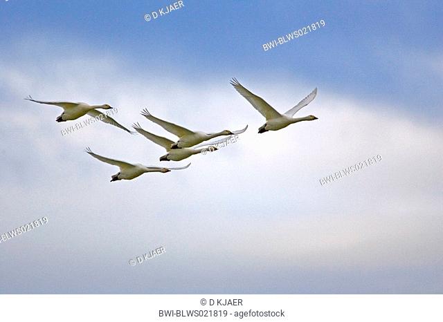 tundra swan Cygnus columbianus, five swans in formation flight, , England, Gloucestershire, Slimbridge