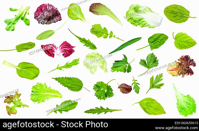 various fresh leaves of edible greens isolated on white background