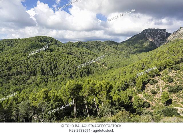 Pinar de Canet, Pinus halepensis, Moleta de Son Cabaspre, Esporles, sierra de Tramuntana, Mallorca, Balearic Islands, Spain