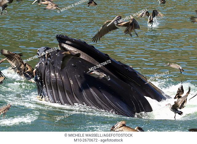 Humpback whale lunge feeding with California Brown Pelicans and Seagulls in Avila Beach, California, USA