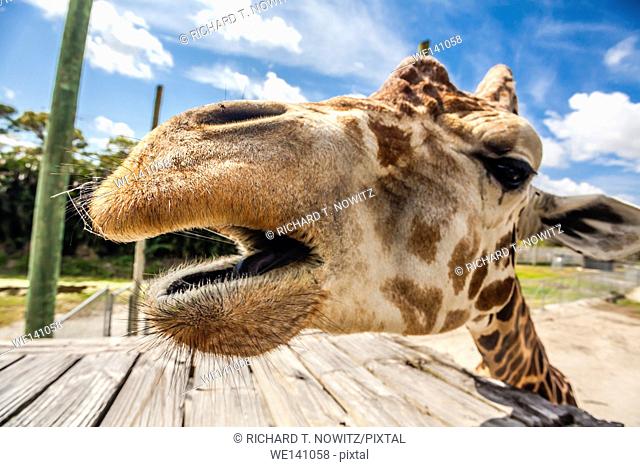 Wide angle view of a giraffe in Lion Country Safari
