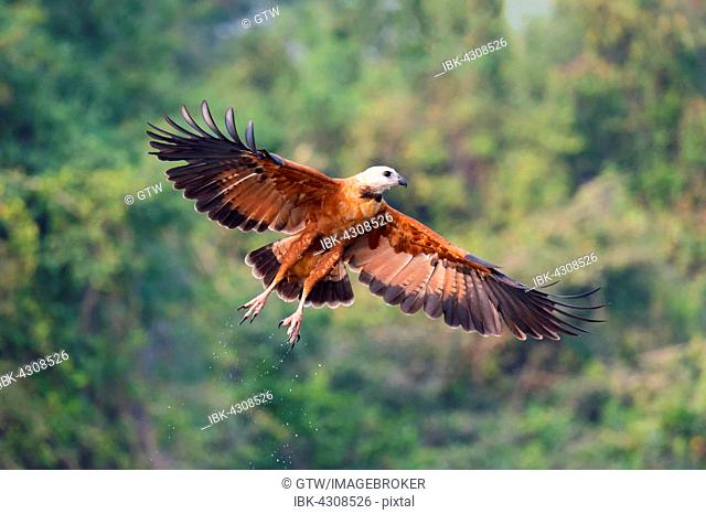 Black-collared Hawk (Busarellus nigricollis), in flight, Pantanal, Mato Grosso, Brazil