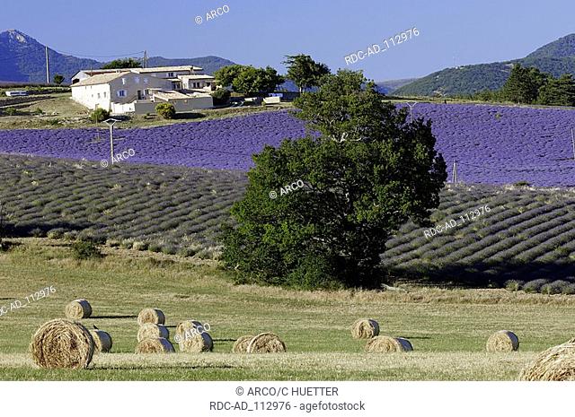 Lavender fields and bales of straw Provence Southern France Lavendula angustifolia
