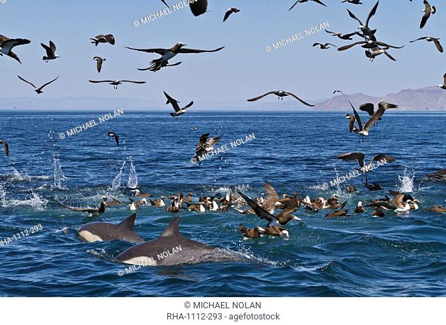 Long-beaked common dolphins Delphinus capensis feeding on a bait ball with gulls and boobies, Gulf of California Sea of Cortez, Baja California, Mexico