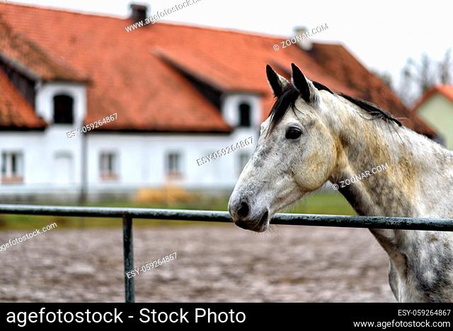 white horse horse on a paddock on farm in eastern Poland in Europe