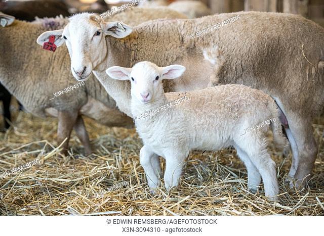A ewe stands next to her newborn lamb, College Park, Maryland