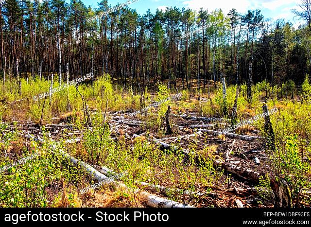 Panoramic view of wood windfall field with broken and fallen trees at Dlugie Bagno wetland plateau within mixed forest near Palmiry town in central Mazovia...