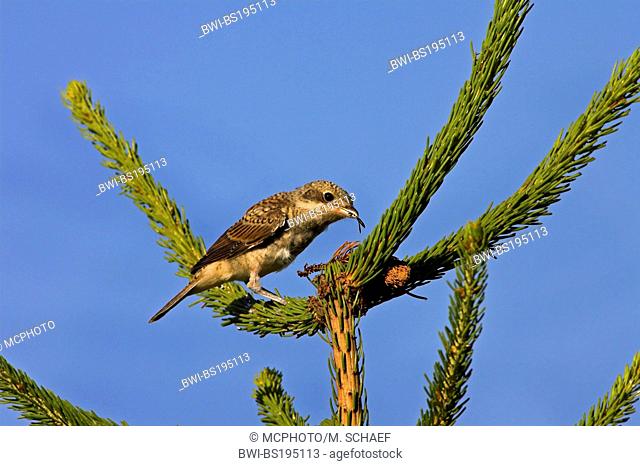 Red-backed shrike x Wood-chat shrike (Lanius senator x Lanius collurio), on a twig, Germany, Rhineland-Palatinate, Nahetal