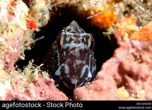 Barred Blenny (Cirripectes polyzona) adult, refuge in hole, Gili Mota Island, between Rinca and Flores Islands, Komodo N. P