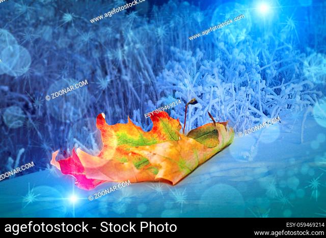 Beautiful yellow red green autumn maple leaf on snow near the plants covered with hoarfrost with a nice blurred bokeh