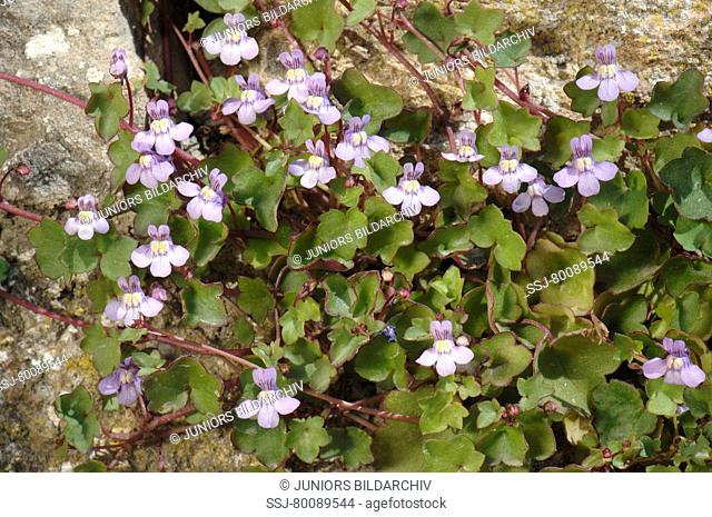 DEU, 2007: Ivy-leaved Toadflax (Cymbalaria muralis, Linaria cymbalaria), flowering plant