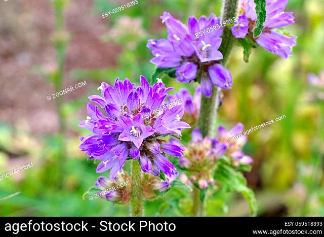 Borstige Glockenblume, Campanula cervicaria - bristly bellflower, Campanula cervicaria a blue wildflower